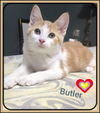 adoptable Cat in , ON named BAILEY AND BUTLER