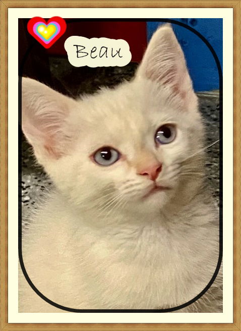 adoptable Cat in London, ON named BEAU