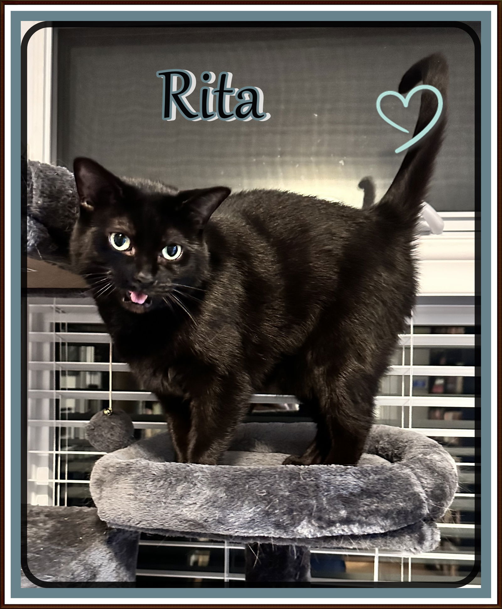 adoptable Cat in London, ON named RITA