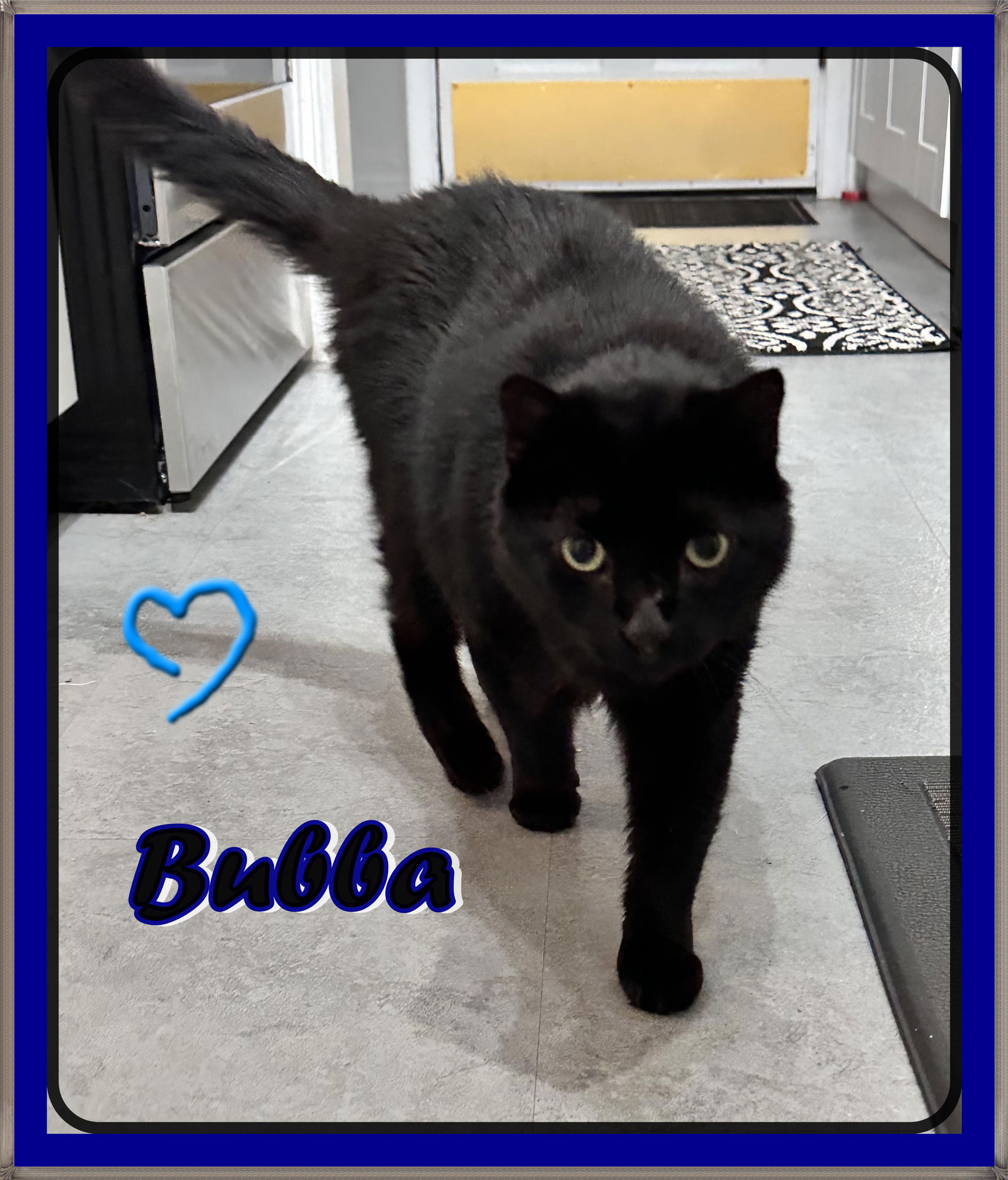 adoptable Cat in London, ON named BUBBA