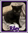 adoptable Cat in , ON named RILEY