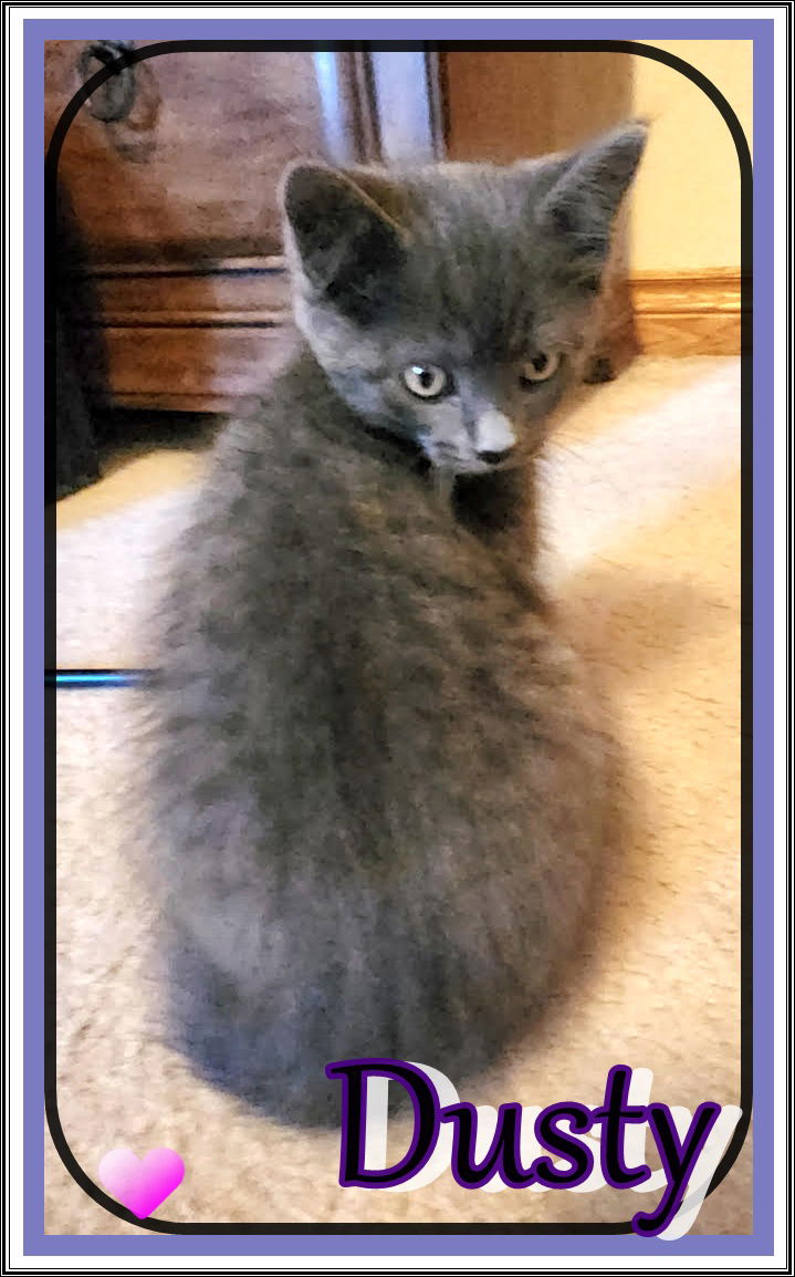 adoptable Cat in London, ON named DUSTY