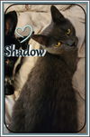 adoptable Cat in , ON named SHADOW