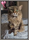 adoptable Cat in  named Matti