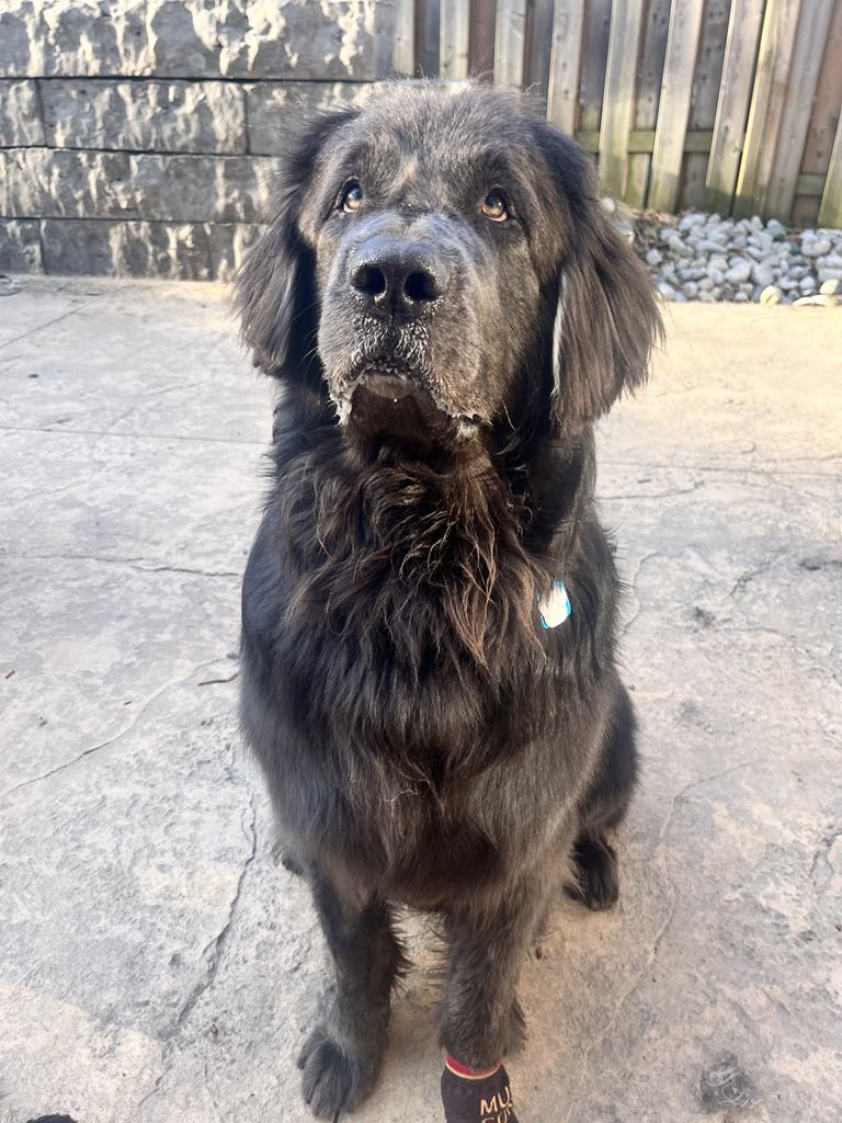 adoptable Dog in London, ON named Gibbs