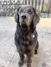 adoptable Dog in  named Gibbs