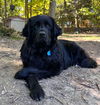 adoptable Dog in  named Journey