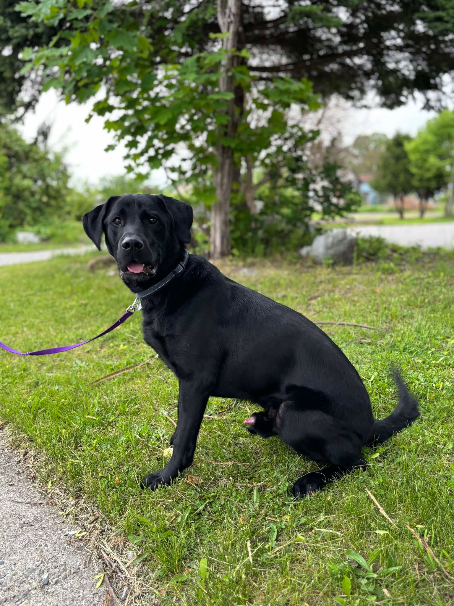 adoptable Dog in London, ON named Shadow