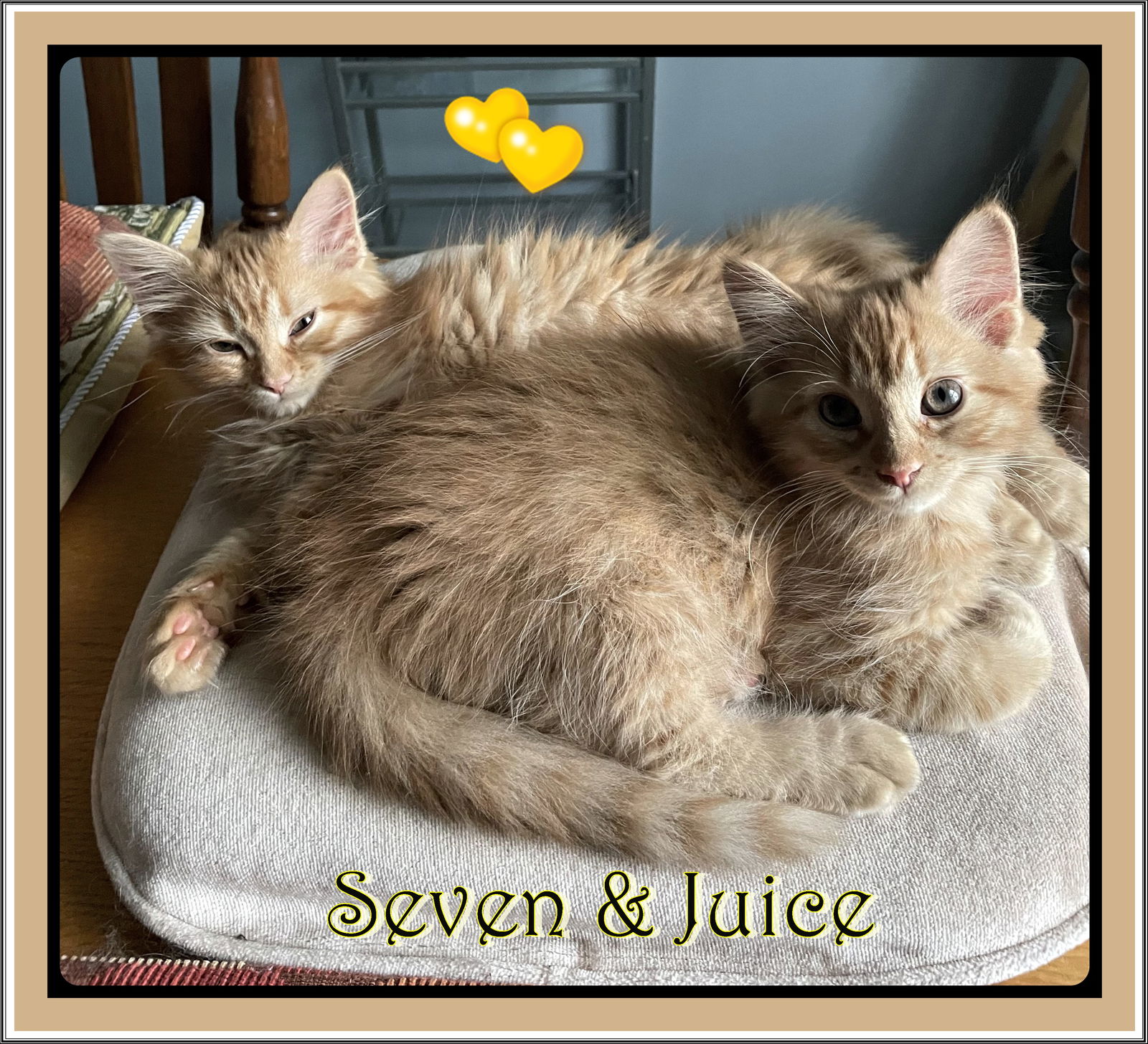 adoptable Cat in London, ON named SEVEN & JUICE BONDED BROTHERS ADOPTION PENDING