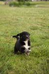 adoptable Dog in  named Thumbelina