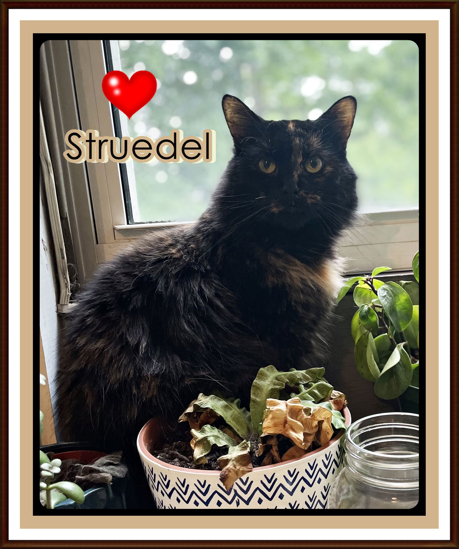 adoptable Cat in London, ON named STRUEDEL
