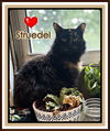 adoptable Cat in  named STRUEDEL