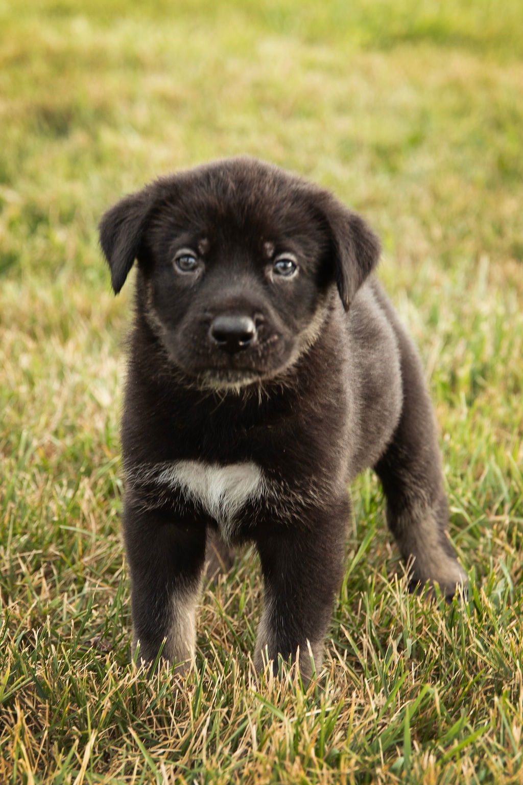 adoptable Dog in London, ON named Kuzco