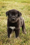 adoptable Dog in  named Kuzco