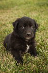 adoptable Dog in  named Todd
