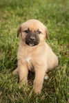 adoptable Dog in  named Charlotte