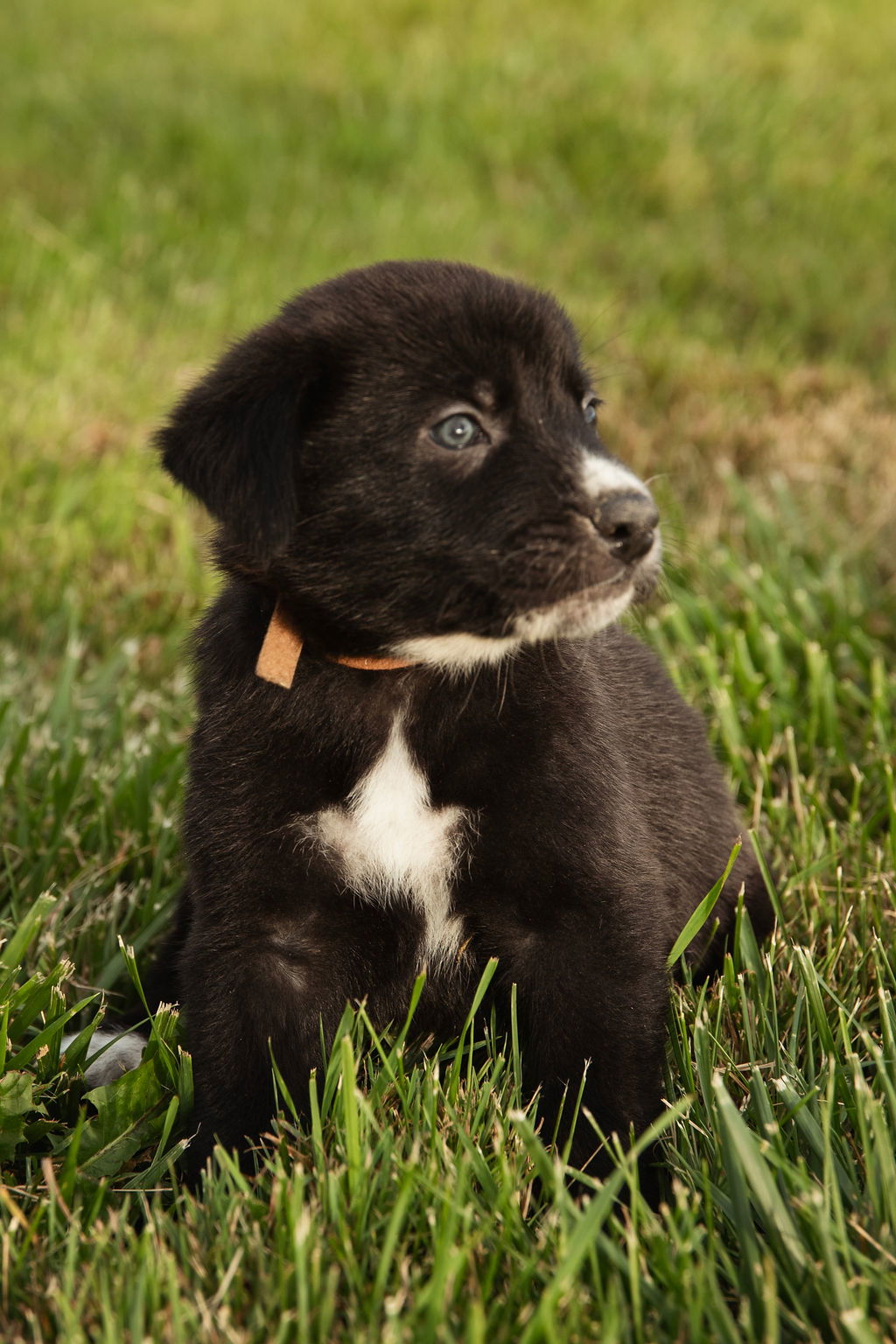 adoptable Dog in London, ON named Woody