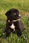 adoptable Dog in London, ON named Woody