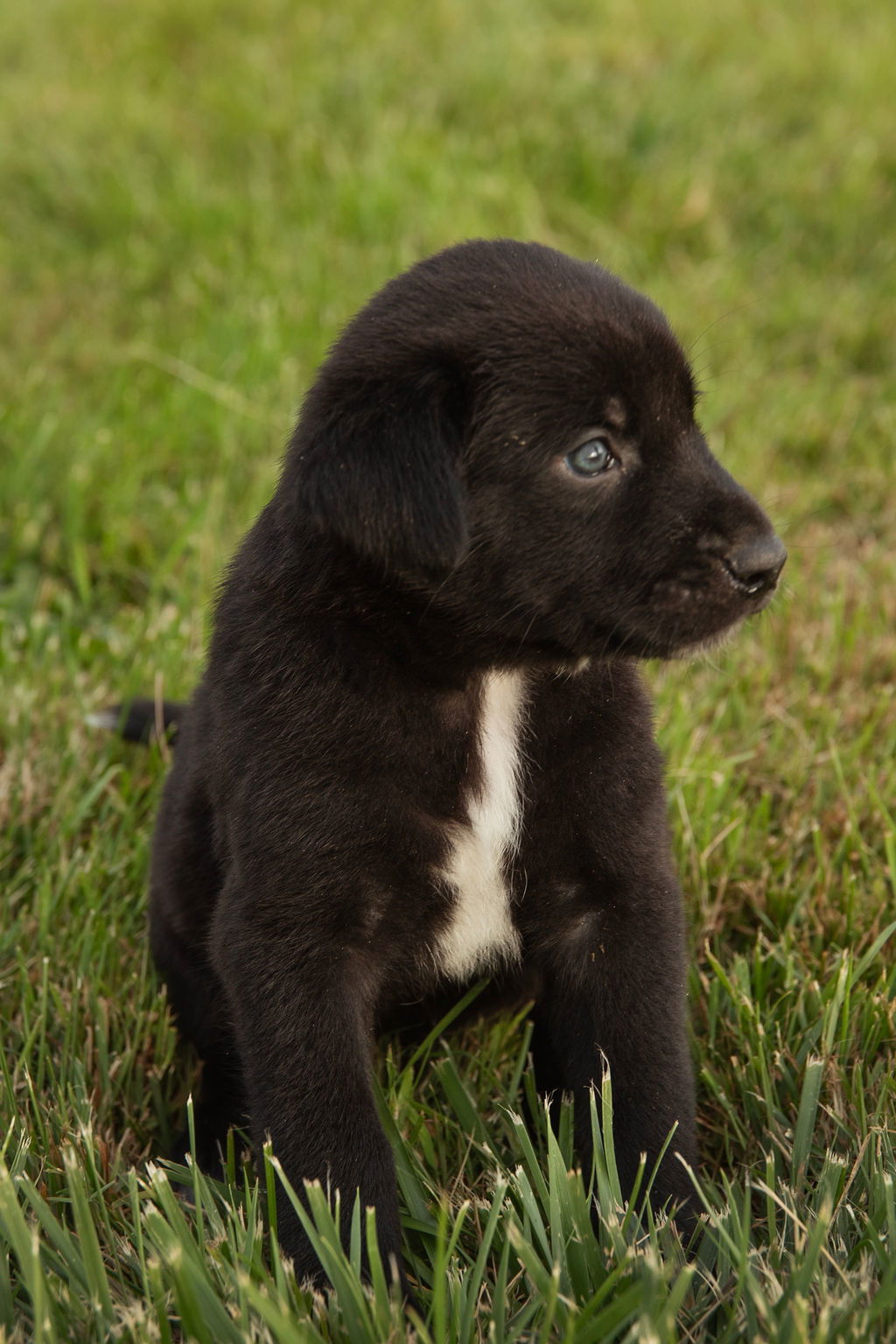 adoptable Dog in London, ON named Simba