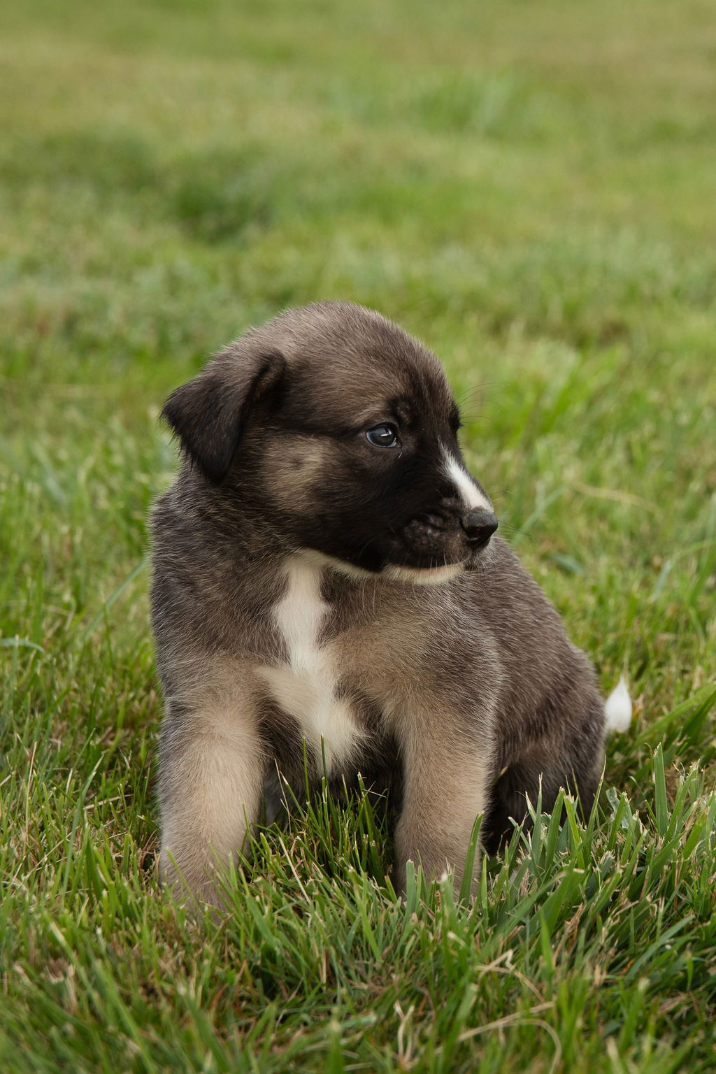 adoptable Dog in London, ON named Buzz