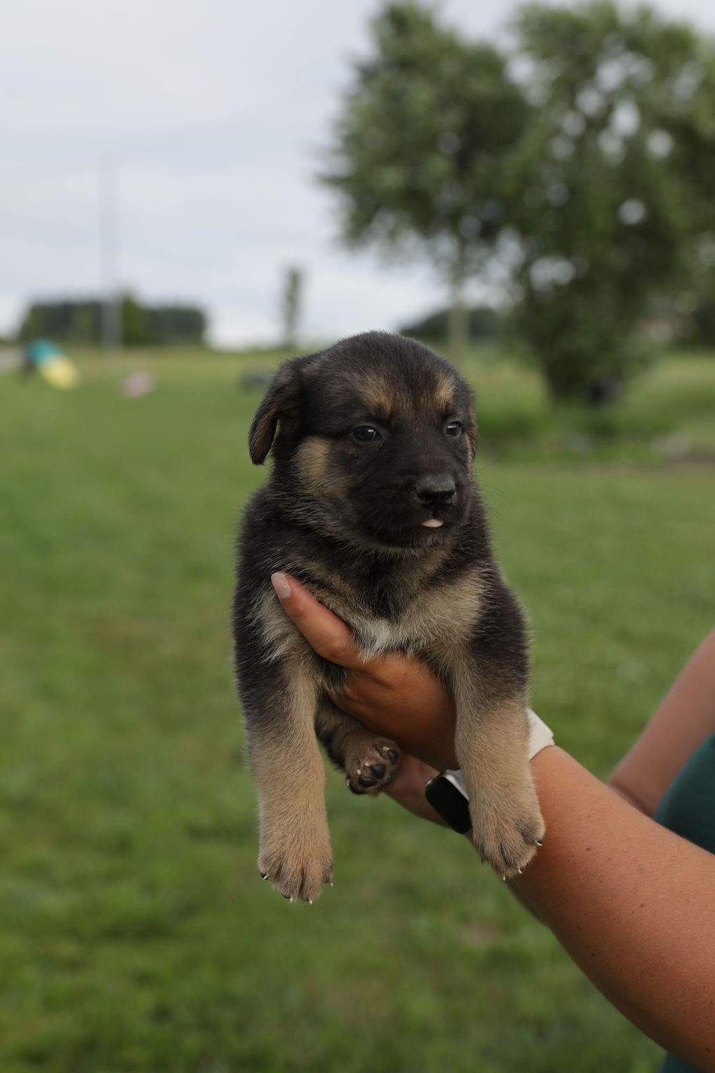 adoptable Dog in London, ON named Aurora