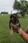 adoptable Dog in London, ON named Aurora