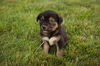 adoptable Dog in London, ON named Wilbur
