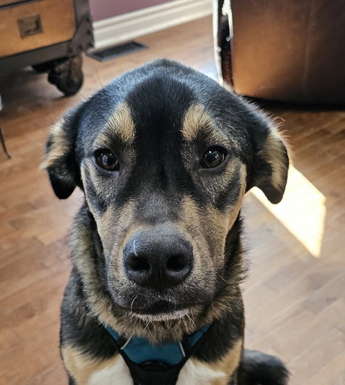 Winston, an adoptable German Shepherd Dog in London, ON
