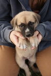 adoptable Dog in London, ON named Copper