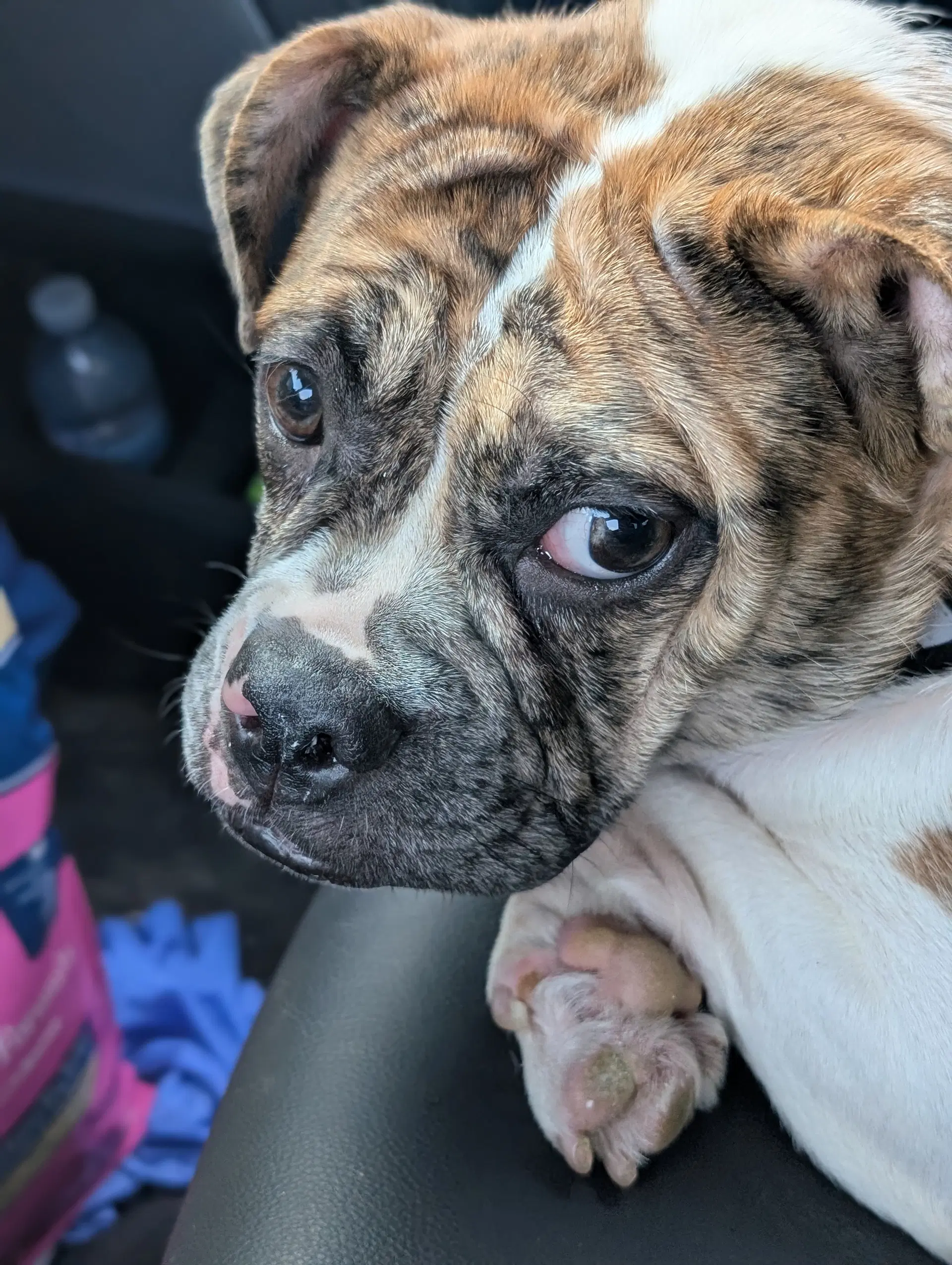 Mabel - Pug
