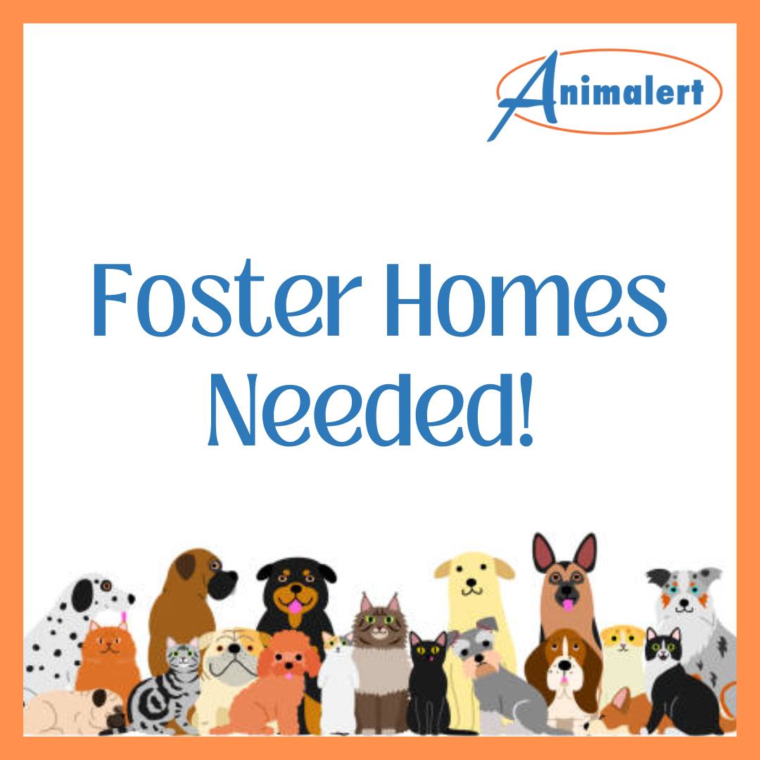 Foster Homes Needed!, Mixed Breed
