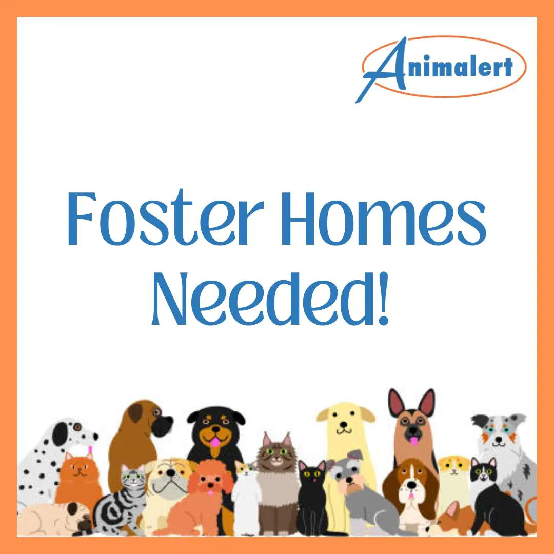 Foster Homes Needed - Unknown