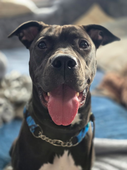 Macci, an adoptable Boxer in London, ON