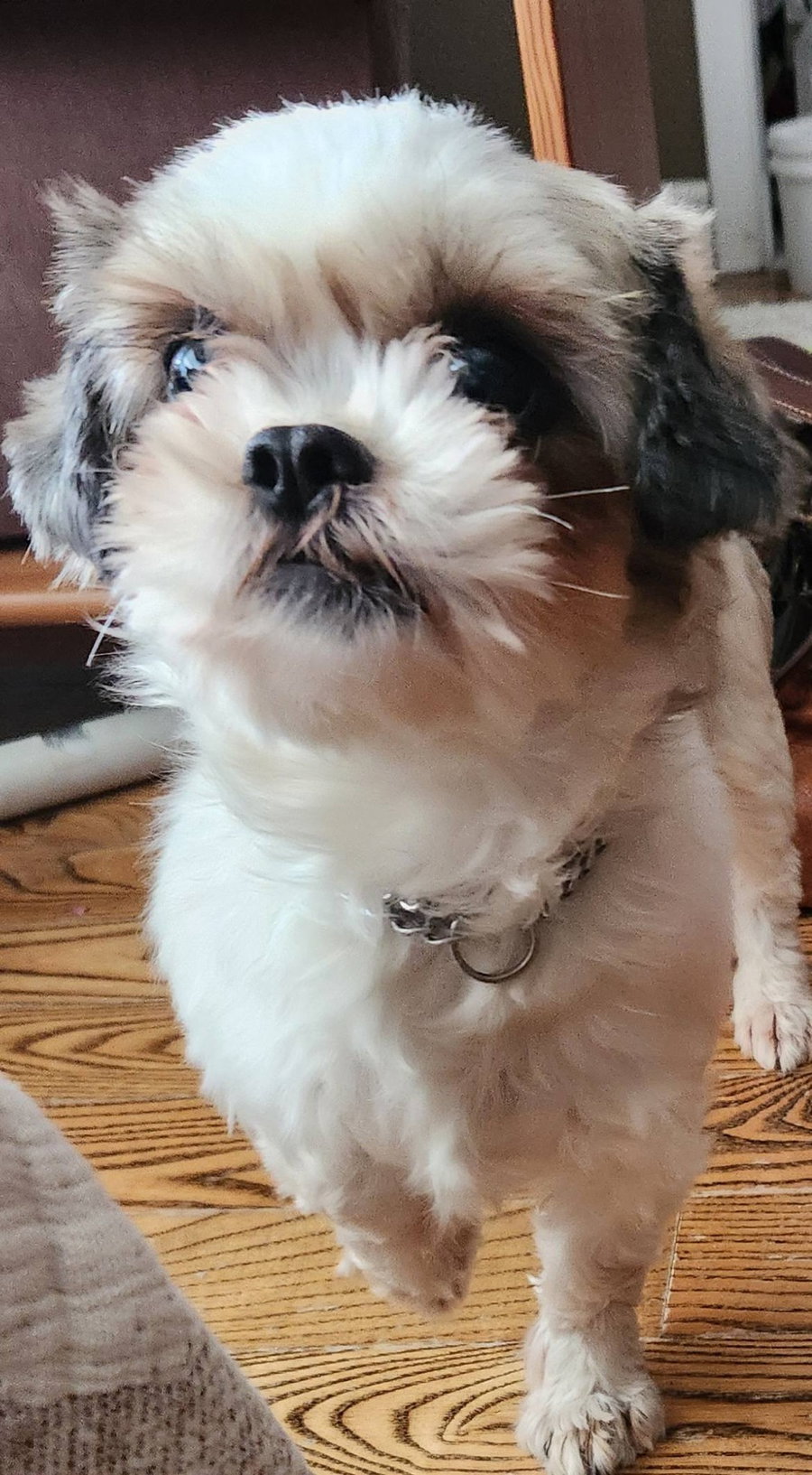 Macie