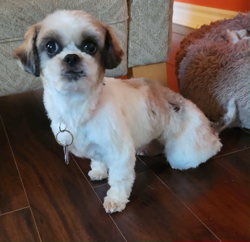 Macie, an adoptable Shih Tzu in London, ON