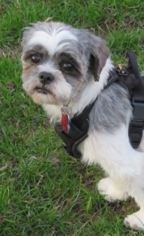 Tilly, an adoptable Shih Tzu in London, ON