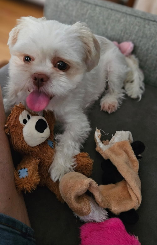 Sara, an adoptable Shih Tzu in London, ON