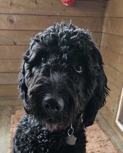 Dude the Doodle