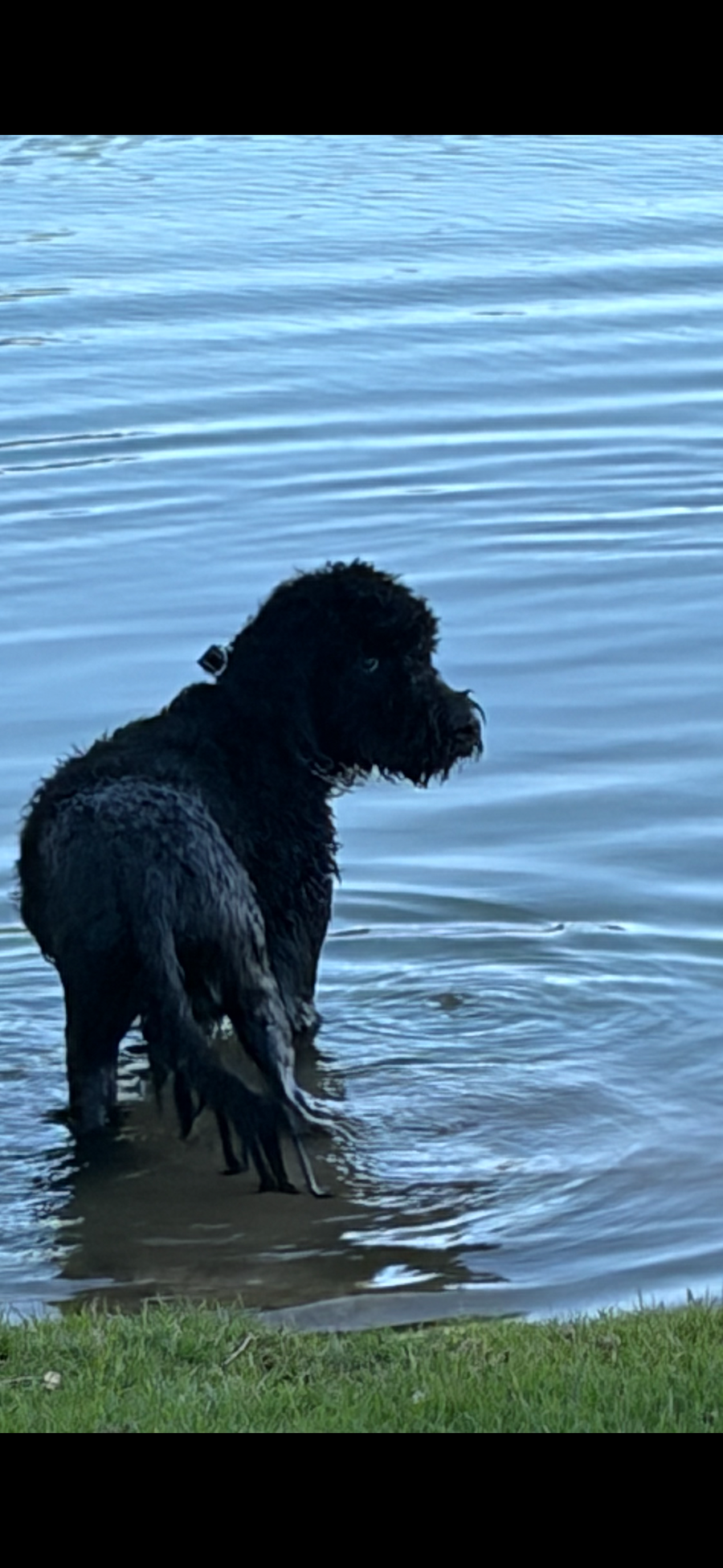 Dude- **ADOPTION PENDING**