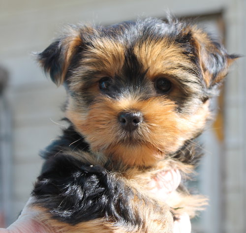 Opal- Fluffy coat, an adoptable Yorkshire Terrier Yorkie in London, ON