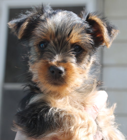 Pearl -  Wiry Coat, an adoptable Yorkshire Terrier Yorkie in London, ON
