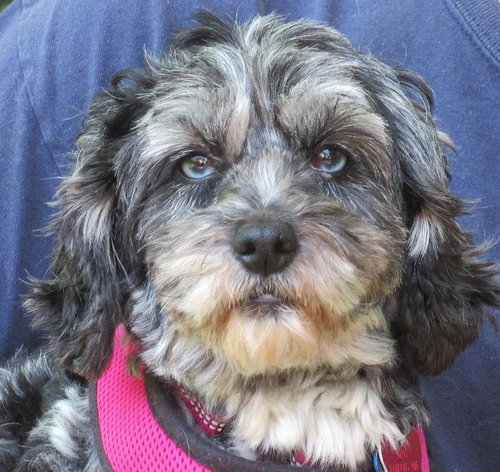Cali, an adoptable Cocker Spaniel in London, ON
