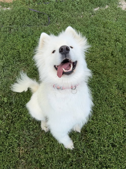 Winter, an adoptable Samoyed in London, ON