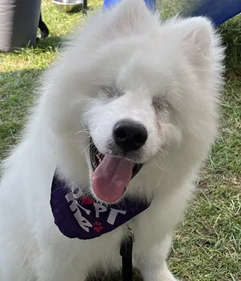 Boris image 2