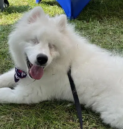 Boris image 4