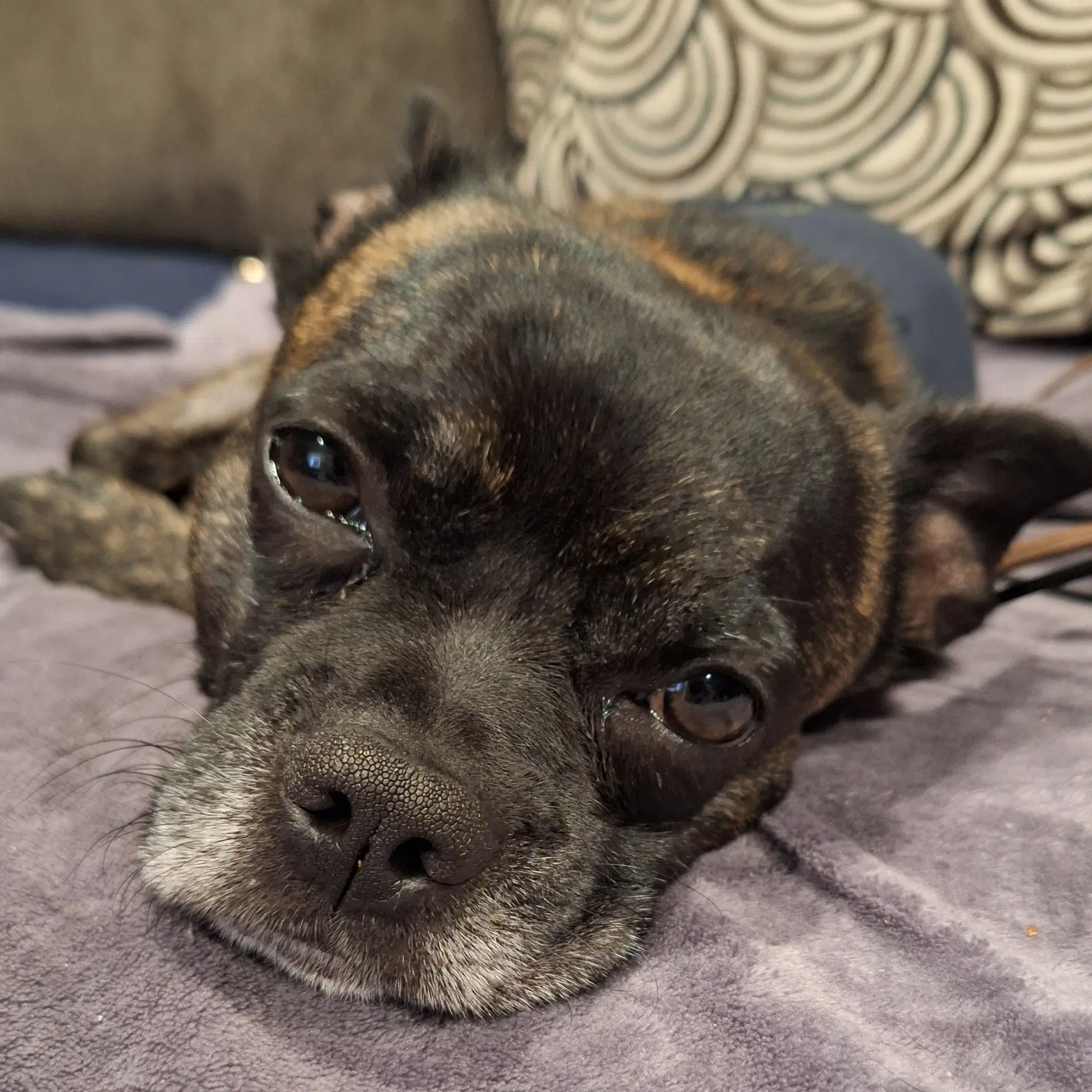 Pippen - Boston/French Bull dog
