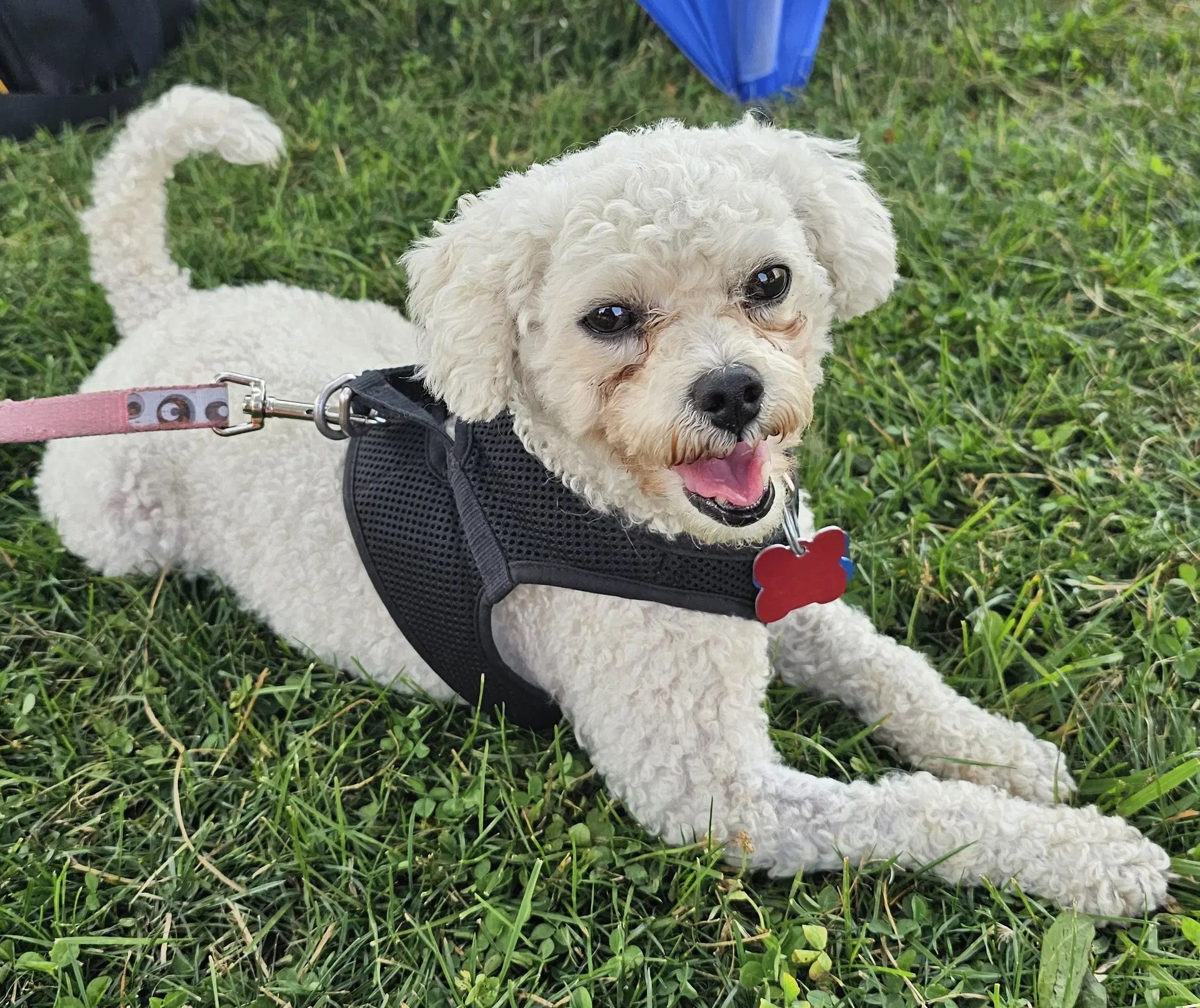 Maddie - Poodle (Toy)