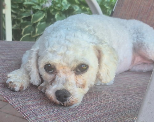 Maddie, photo 2