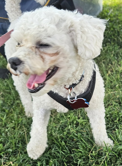 Maddie, photo 3