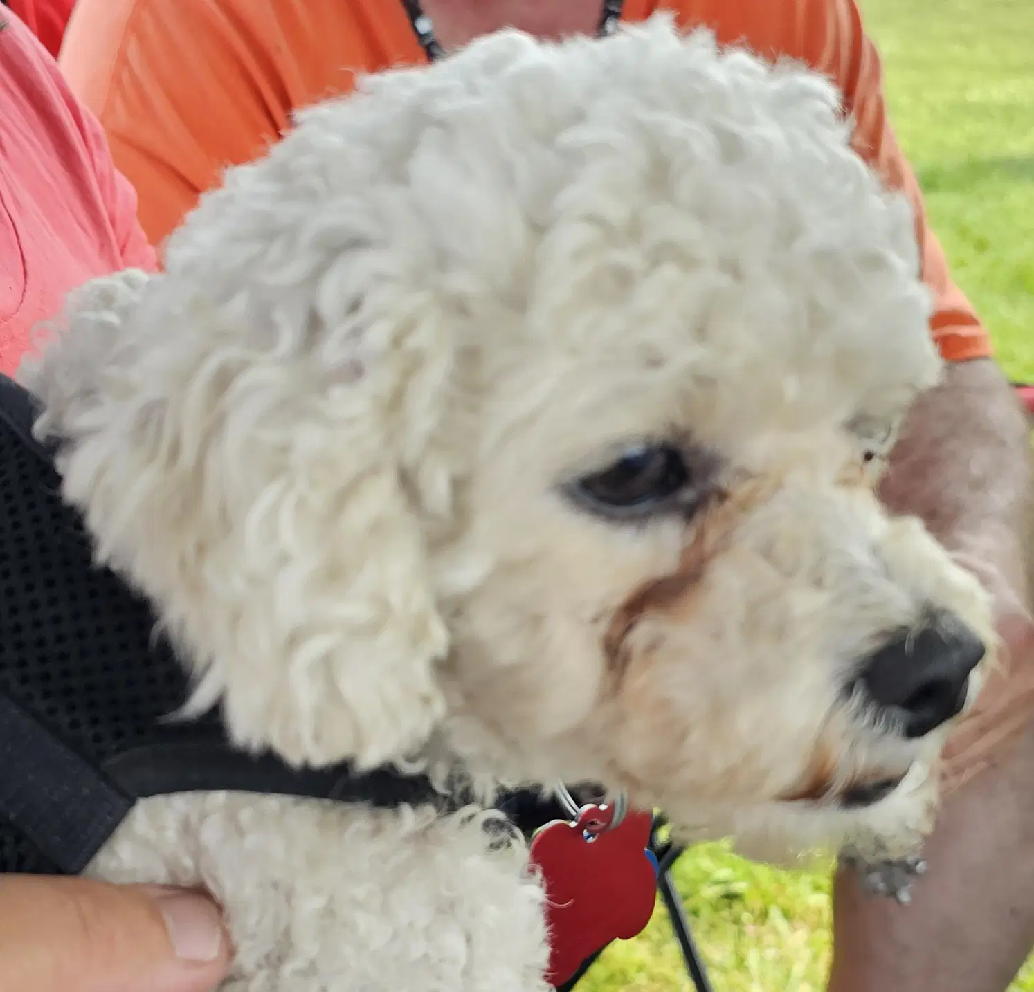 Maddie image 4